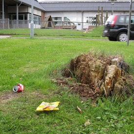 Pne priťahujú odpad. Pňové frézy pne a korene stromu odstránia do hĺbky.