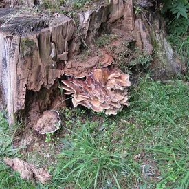 Pne sú zdrojom cudzopasných húb, chorôb Pne sú zdrojom cudzopasných húb, chorôb